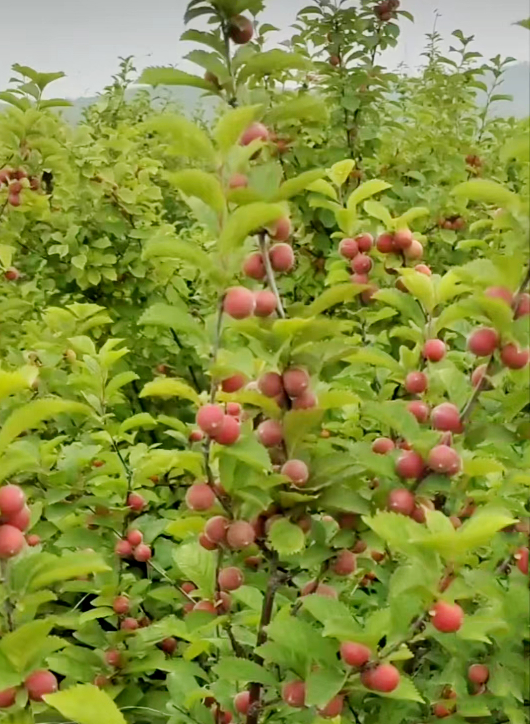 中药材【药食同源】——郁李仁