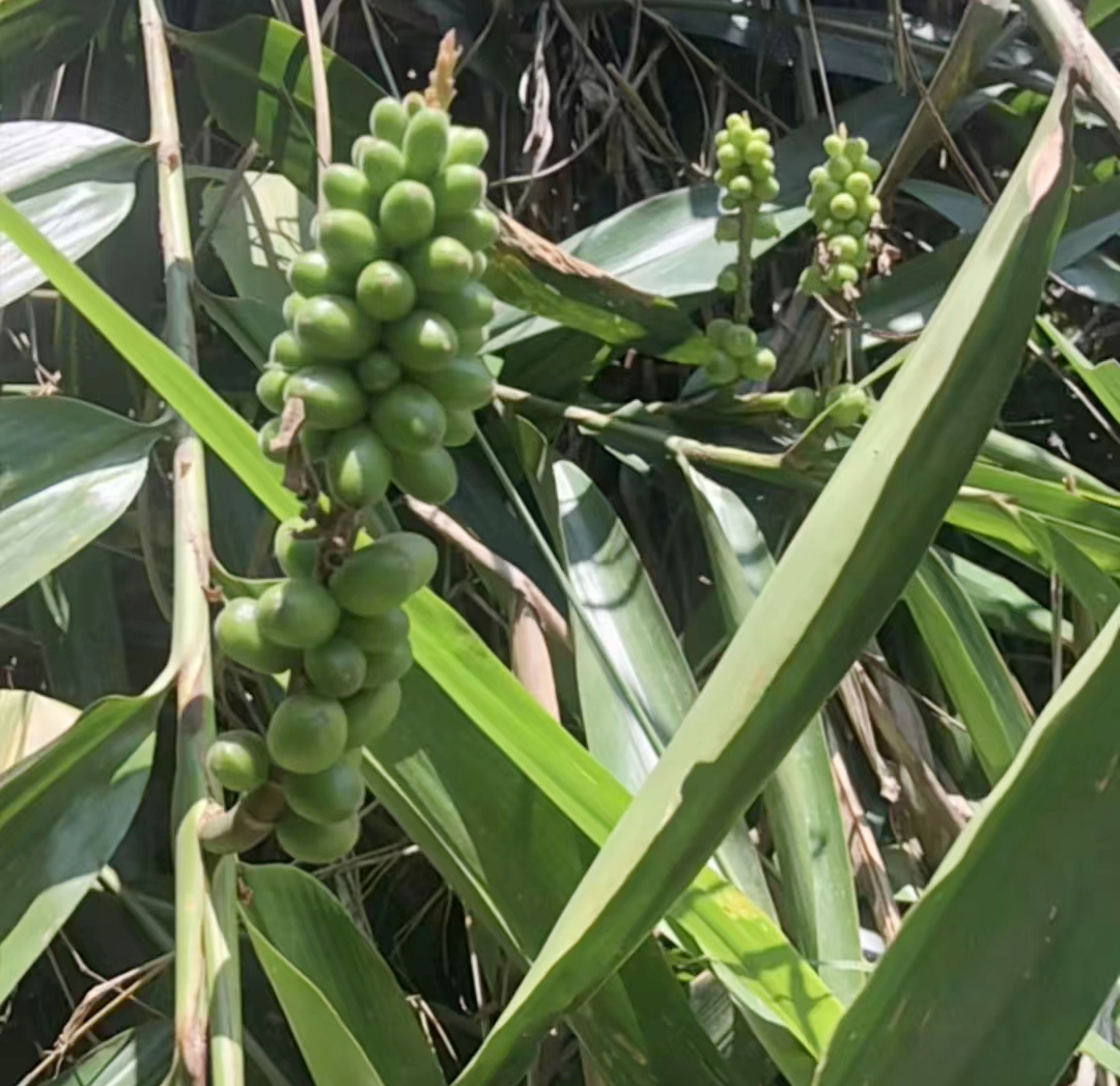 中药材【药食同源】——益智仁