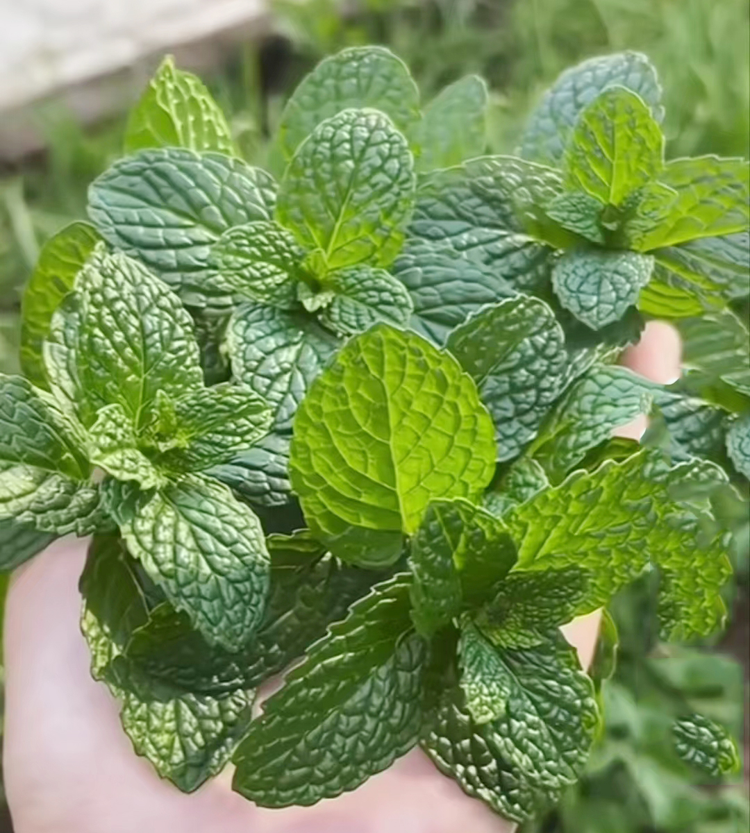 中药材【药食同源】——薄荷